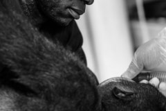 Appolinaire holding a sedated gorilla in the vet clinic. Cameroon, 2009.