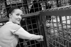 Opening the cage to let the young gorillas into their new 200 acre forest home.  Cameroon, 2009.
