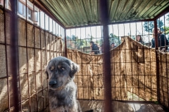 A dog awaiting adoption. Nepal, 2017.