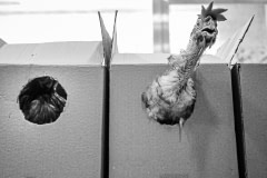 Hens at a vet, rescued by Animal Equality. Spain, 2009.