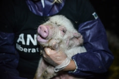 A dying piglet being rescued by Animal Liberation Victoria. Australia, 2013.