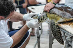 A turtle is treated at a marine life clinic for a wound sustained by a boat motor. USA, 2008.