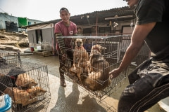 Sneha's Care dog rescue mission. Nepal, 2017.