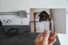 A photograph of a chimpanzee used in invasive research at a now defunct animal lab. USA, 2008.