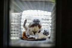 Cotton-top tamarins, formerly used in invasive research, play at Jungle Friends primate sanctuary. USA, 2014.
