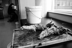 Skinned mink at a veterinary school. Canada, 2007.