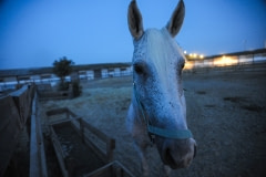 A horse used in studies at a veterinary school. Spain, 2009.