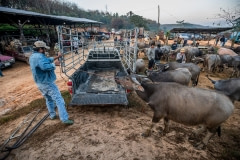 Buying and selling animals at the saleyards. Thailand, 2019.