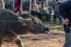 Buying and selling animals at the saleyards. Thailand, 2019.
