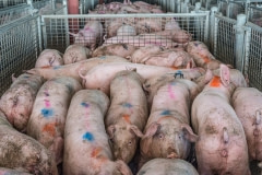 Pigs crammed into pens at a saleyard. Australia, 2017.
