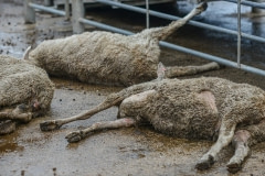 Dead sheep around the periphery of saleyards. Australia, 2013.