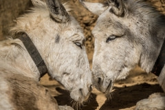 Rescued donkeys. Donkey Sanctuary, Nepal, 2017.