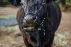 Snacks at Farm Sanctuary. USA, 2014.