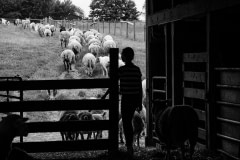 The sheep barn at Farm Sanctuary. USA, 2017.