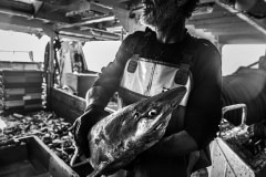 A fisherman holds a shark taken from the nets of a fishing boat. Common bycatch victims of industrial trawling include sharks, dolphins, turtles and some endangered species. France, 2018. Selene Magnolia / HIDDEN / We Animals Media