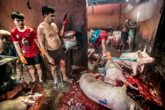 Stunning and slaughtering pigs. Thailand, 2019.