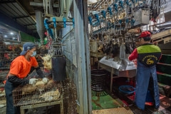 Slaughterhouse. Taiwan, 2019.