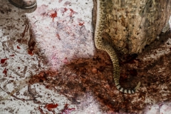 The snake decapitation station. USA, 2015.
