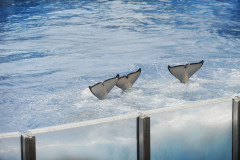 Orca performance at Sea World. USA, 2011.