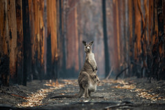 An Eastern grey kangaroo and her joey who survived the forest fires in Mallacoota.