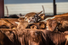 Several cows at a crowded feedlot.