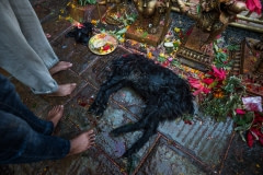 A beheaded goat at Dakshinkali temple. Nepal, 2017.