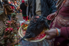 A beheaded goat at Dakshinkali temple. Nepal, 2017.