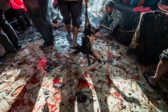 A beheaded goat being dragged to the butcher at Dakshinkali temple. Nepal, 2017.
