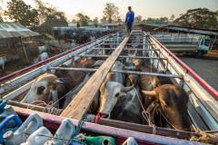 Cattle in transport. Thailand, 2019.