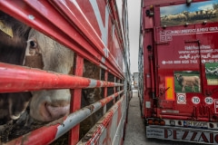Animals transported for slaughter from across Europe through the Bulgarian-Turkish border. Turkey, 2018.