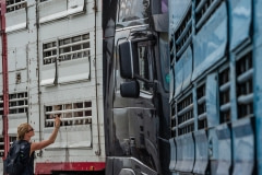 Animals transported for slaughter from across Europe through the Bulgarian-Turkish border. Turkey, 2018.