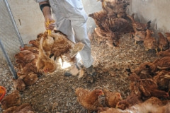 Broiler chickens being collected for slaughter. Spain, 2009.