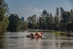 Pigs who survived the hurricane and escaped their farm, swim through flood waters. North Carolina, USA.