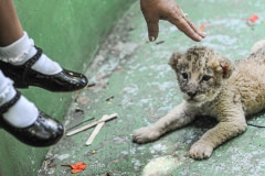 A lion cub at the Havana Zoo.