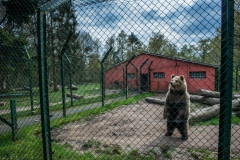 Brown bear at a zoo in Germany.