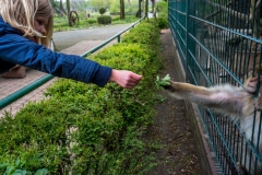 Branch being passed between a child and a Barbary Macaque at a zoo in Germany.