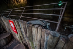 Anteater At A Zoo In Denmark