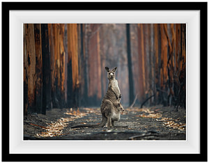 Hope in a burned plantation. Jo-Anne McArthur / We Animals Media