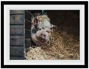 Day-Z at Pigs In The Wood sanctuary. Tom Woollard / We Animals Media