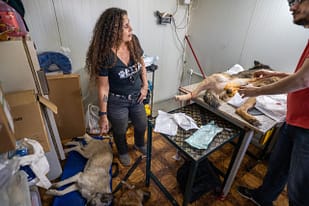 Helena Hesayne from Beirut Ethical Treatment for Animals checks on the dogs who are getting neutered at the BETA shelter in Lebanon.