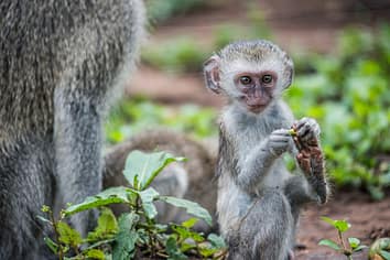 Vervet monkeys