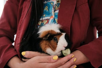 Eva Meijer holds Simba, a guinea pig that was neglected by his previous owners and has now found a new home with Eva. North Holland, Netherlands. 2022. Sabina Diethelm / #unboundproject / We Animals Media