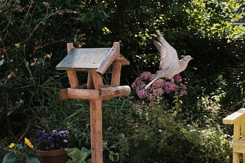 A Eurasian collared dove takes off from the bird house in Eva Meijers garden. North Holland, Netherlands. 2022. Sabina Diethelm / #unboundproject / We Animals Media