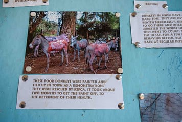 Posters at the KSPCA