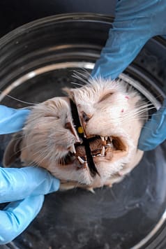 Dissected cat at a veterinary school. Canada, 2007.