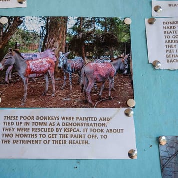 Posters at the KSPCA