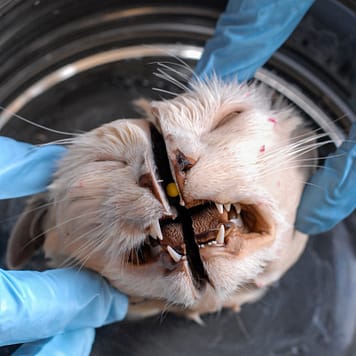 Dissected cat at a veterinary school. Canada, 2007.