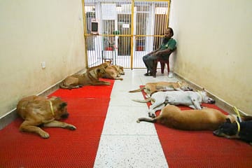 Free-roaming dogs at Obhoyaronno's clinic