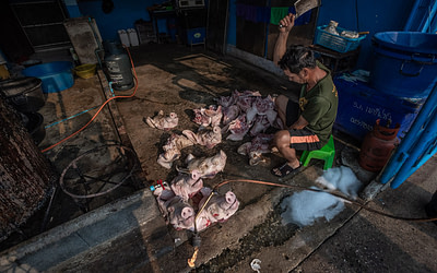 Pig heads being butchered by the side of a road.