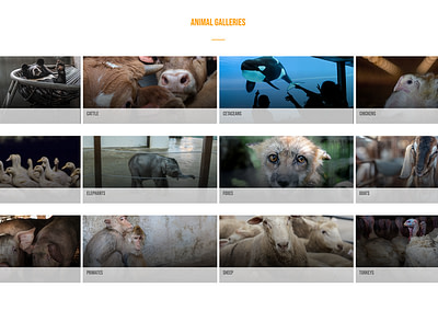 Animal Galleries Screenshot